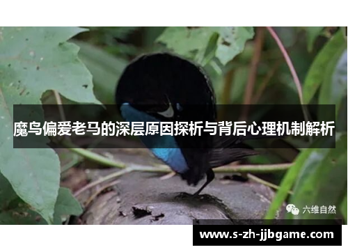 魔鸟偏爱老马的深层原因探析与背后心理机制解析